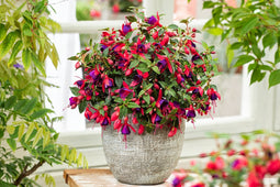 Plant in a Box - Mix van 6 Fuchsia magellanica - Delta Sarah, Lady Thumb, Fuchsia Ricartonnii - Bloeiende tuinplanten - Pot 9cm - Hoogte 10-20cm