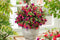 Plant in a Box - Mix van 6 Fuchsia magellanica - Delta Sarah, Lady Thumb, Fuchsia Ricartonnii - Bloeiende tuinplanten - Pot 9cm - Hoogte 10-20cm