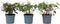 Plant in a Box - Mix van 6 Fuchsia magellanica - Delta Sarah, Lady Thumb, Fuchsia Ricartonnii - Bloeiende tuinplanten - Pot 9cm - Hoogte 10-20cm