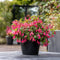 Plant in a Box - Mix van 6 Fuchsia magellanica - Delta Sarah, Lady Thumb, Fuchsia Ricartonnii - Bloeiende tuinplanten - Pot 9cm - Hoogte 10-20cm
