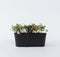 Plant in a Box - Mix van 6 Fuchsia magellanica - Delta Sarah, Lady Thumb, Fuchsia Ricartonnii - Bloeiende tuinplanten - Pot 9cm - Hoogte 10-20cm