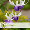 Plant in a Box - Mix van 6 Fuchsia magellanica - Delta Sarah, Lady Thumb, Fuchsia Ricartonnii - Bloeiende tuinplanten - Pot 9cm - Hoogte 10-20cm