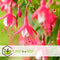 Plant in a Box - Mix van 6 Fuchsia magellanica - Delta Sarah, Lady Thumb, Fuchsia Ricartonnii - Bloeiende tuinplanten - Pot 9cm - Hoogte 10-20cm