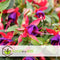 Plant in a Box - Mix van 6 Fuchsia magellanica - Delta Sarah, Lady Thumb, Fuchsia Ricartonnii - Bloeiende tuinplanten - Pot 9cm - Hoogte 10-20cm