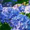 Plant in a Box - Mix van 6 Hortensia Teller - Tuinhortensia - Pot 9cm - Hoogte 25-40cm