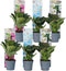 Plant in a Box - Mix van 6 Hortensia Teller - Tuinhortensia - Pot 9cm - Hoogte 25-40cm