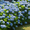 Plant in a Box - Mix van 6 Hortensia Teller - Tuinhortensia - Pot 9cm - Hoogte 25-40cm