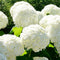 Plant in a Box - Mix van 6 Hortensia Teller - Tuinhortensia - Pot 9cm - Hoogte 25-40cm