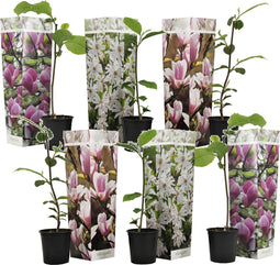 Plant in a Box - Mix van 6 Magnolia - Magnolia susan, soulangeana, stellata - Prachtig gevormde bloemen - Pot 9cm - Hoogte 25-40cm