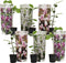 Plant in a Box - Mix van 6 Magnolia - Magnolia susan, soulangeana, stellata - Prachtig gevormde bloemen - Pot 9cm - Hoogte 25-40cm