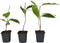 Plant in a Box - Mix van 6 Magnolia - Magnolia susan, soulangeana, stellata - Prachtig gevormde bloemen - Pot 9cm - Hoogte 25-40cm