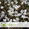 Plant in a Box - Mix van 6 Magnolia - Magnolia susan, soulangeana, stellata - Prachtig gevormde bloemen - Pot 9cm - Hoogte 25-40cm