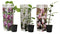 Plant in a Box - Mix van 6 Magnolia - Magnolia susan, soulangeana, stellata - Prachtig gevormde bloemen - Pot 9cm - Hoogte 25-40cm