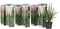 Plant in a Box - Mix van 6 Pampasgrassen - Cortaderia selloana - Wit,Roze - Pot 9cm - Hoogte 25-40cm