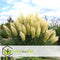 Plant in a Box - Mix van 6 Pampasgrassen - Cortaderia selloana - Wit,Roze - Pot 9cm - Hoogte 25-40cm