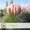 Plant in a Box - Mix van 6 Pampasgrassen - Cortaderia selloana - Wit,Roze - Pot 9cm - Hoogte 25-40cm