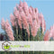 Plant in a Box - Mix van 6 Pampasgrassen - Cortaderia selloana - Wit,Roze - Pot 9cm - Hoogte 25-40cm