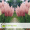 Plant in a Box - Mix van 6 Pampasgrassen - Cortaderia selloana - Wit,Roze - Pot 9cm - Hoogte 25-40cm