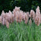 Plant in a Box - Mix van 6 Pampasgrassen - Cortaderia selloana - Wit,Roze - Pot 9cm - Hoogte 25-40cm
