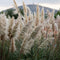 Plant in a Box - Mix van 6 Pampasgrassen - Cortaderia selloana - Wit,Roze - Pot 9cm - Hoogte 25-40cm