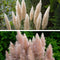Plant in a Box - Mix van 6 Pampasgrassen - Cortaderia selloana - Wit,Roze - Pot 9cm - Hoogte 25-40cm