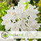 Plant in a Box - Mix van 6 Rhododendron - Winterharde betrouwbare planten - Paars,wit,roze - Pot 9cm - Hoogte 25-40cm