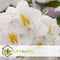 Plant in a Box - Mix van 6 Rhododendron - Winterharde betrouwbare planten - Paars,wit,roze - Pot 9cm - Hoogte 25-40cm