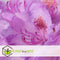 Plant in a Box - Mix van 6 Rhododendron - Winterharde betrouwbare planten - Paars,wit,roze - Pot 9cm - Hoogte 25-40cm