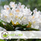 Plant in a Box - Mix van 6 Rhododendron - Winterharde betrouwbare planten - Paars,wit,roze - Pot 9cm - Hoogte 25-40cm