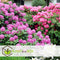 Plant in a Box - Mix van 6 Rhododendron - Winterharde betrouwbare planten - Paars,wit,roze - Pot 9cm - Hoogte 25-40cm