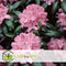 Plant in a Box - Mix van 6 Rhododendron - Winterharde betrouwbare planten - Paars,wit,roze - Pot 9cm - Hoogte 25-40cm
