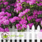 Plant in a Box - Mix van 6 Rhododendron - Winterharde betrouwbare planten - Paars,wit,roze - Pot 9cm - Hoogte 25-40cm