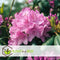 Plant in a Box - Mix van 6 Rhododendron - Winterharde betrouwbare planten - Paars,wit,roze - Pot 9cm - Hoogte 25-40cm