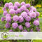 Plant in a Box - Mix van 6 Rhododendron - Winterharde betrouwbare planten - Paars,wit,roze - Pot 9cm - Hoogte 25-40cm