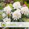 Plant in a Box - Mix van 6 Rhododendron - Winterharde betrouwbare planten - Paars,wit,roze - Pot 9cm - Hoogte 25-40cm