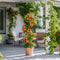 Plant in a Box - Mix van 6 Thunbergia - Geel,oranje,rood - Bloeiende klimplanten - Pot 9cm - Hoogte 25-40cm