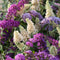 Plant in a Box - Mix van 6 Vlinderstruiken - Buddleja davidii 'Nanho Blue', 'Pink delight', 'White profusion' - Pot 9cm - Hoogte 25-40cm