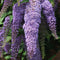 Plant in a Box - Mix van 6 Vlinderstruiken - Buddleja davidii 'Nanho Blue', 'Pink delight', 'White profusion' - Pot 9cm - Hoogte 25-40cm