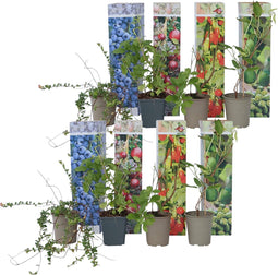 Plant in a Box - Mix van 8 Fruitplanten - Goji,blauwbes,cranberry,kiwi - Super gezonde Smoothiemix - Pot 9cm - Hoogte 25-40cm