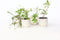 Plant in a Box - Mix van 8 Fruitplanten - Goji,blauwbes,cranberry,kiwi - Super gezonde Smoothiemix - Pot 9cm - Hoogte 25-40cm