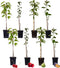 Plant in a Box - Mix van 8 zuilvormige fruitbomen - Prunus - Pyrus - Malus - Pot 9cm - Hoogte 60-70cm