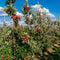 Plant in a Box - Mix van 8 zuilvormige fruitbomen - Prunus - Pyrus - Malus - Pot 9cm - Hoogte 60-70cm