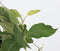 Plant in a Box - Mix van 8 zuilvormige fruitbomen - Prunus - Pyrus - Malus - Pot 9cm - Hoogte 60-70cm