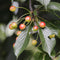 Plant in a Box - Mix van 8 zuilvormige fruitbomen - Prunus - Pyrus - Malus - Pot 9cm - Hoogte 60-70cm