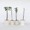 Plant in a Box - Mix van 8 zuilvormige fruitbomen - Prunus - Pyrus - Malus - Pot 9cm - Hoogte 60-70cm