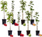 Plant in a Box - Mix van 8 zuilvormige fruitbomen - Prunus - Pyrus - Malus - Pot 9cm - Hoogte 60-70cm