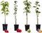 Plant in a Box - Mix van 8 zuilvormige fruitbomen - Prunus - Pyrus - Malus - Pot 9cm - Hoogte 60-70cm