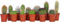 Plant in a Box - Mix van Mini Cactussen - Mix van 12 stuks - Echte Cactusplanten - Pot 5,5cm - Hoogte 5-10cm