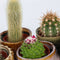 Plant in a Box - Mix van Mini Cactussen - Mix van 12 stuks - Echte Cactusplanten - Pot 5,5cm - Hoogte 5-10cm