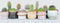 Plant in a Box - Mix van Mini Cactussen - Mix van 12 stuks - Echte Cactusplanten - Pot 5,5cm - Hoogte 5-10cm